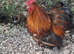 Pair of Pekin Bantams