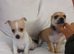 NO PEDIGREE CHIHUAHUA