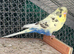 Adult male budgie