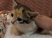Beautiful kittens ready for loving homes