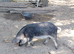 Mangalitsa - swallow-belly