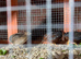 Button Quail