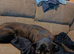 Cane Corso Female For Rehoming