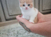 Red Bi-Colour British Shorthair Boy Left