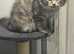 Stunning 9 month female