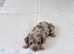 Amazing colours miniature dachshund puppies