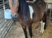 3 year old part bred new forest filly