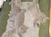 Pure breed British short hair kittens
