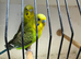 Black wing double factor breeding pair