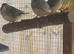 Female zebra finch chicks