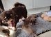 Long coat chihuahua pup lilac tan