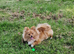 Orange pomeranian female