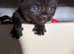 Four Little x Scottish folds