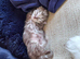 Chinchilla Persian X Siamese kitten