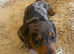 KC Reg Miniature Dachshund Puppies