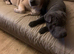 1 beautiful blue puppy for sale
