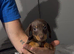 Gorgeous miniature dachshund puppies looking for there new homes