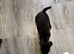 Patterdale dog