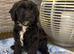Cavapoo puppy’s ready to leave!!
