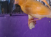 Beautiful bird