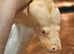 Stunning Adult Kahl Albino Boa (proven female)