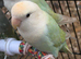 Very beautiful colouring peach face birds