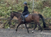 15.2 7 year old genuine mare.