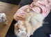 Stunning Pomeranian
