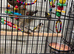 Gold finches