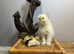 NOW ONLY 2 REMAINING , READY NOW STUNNING BLUE COLOURPOINT PERSIAN BOYS