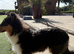 4.5 Month Old Tri Coloured Female Rough Collie Puppy