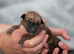 2 Brackenswift puppies available