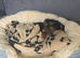 Yorkie for sale