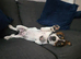 Jack Russell