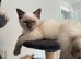 Pure Ragdoll kitten