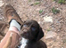 Kc cocker spaniel puppies