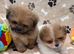 Adorable F1 Pom shih vet checked ready now