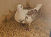 Lambretch cock bird