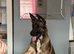 Belgian shepherd
