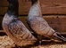 Rubella spread rare colour racing pigeons