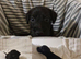 Small Roughcoated Sighthound Beddie Pups Looking 4 Homes.