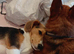 5 month male beagle x sheltie collie