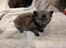 Kittens need new homes, READY NOW.