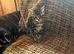 2 tabby kittens looking for their forever homes