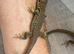 European Eye Lizards for sale