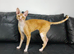 Cornish Rex Male Seeking a Loving Forever Home