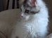 Beautiful Mainecoons kittens