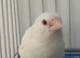 Proven pair of albino bengal bengalese finch