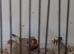 Zebra finches some with orange mutation this years birds