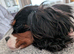 8 month old Cavalier KC Tri girl